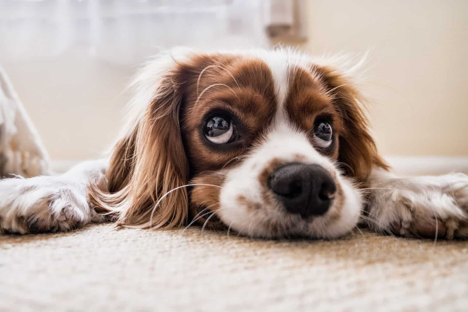 king charles spaniel dog face down on the floor