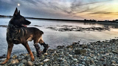 Bravery Behind Enemy Lines: Kuno, The Hero Dog, Receives Honor Medal