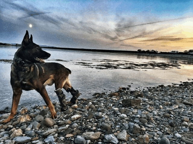 Bravery Behind Enemy Lines: Kuno, The Hero Dog, Receives Honor Medal