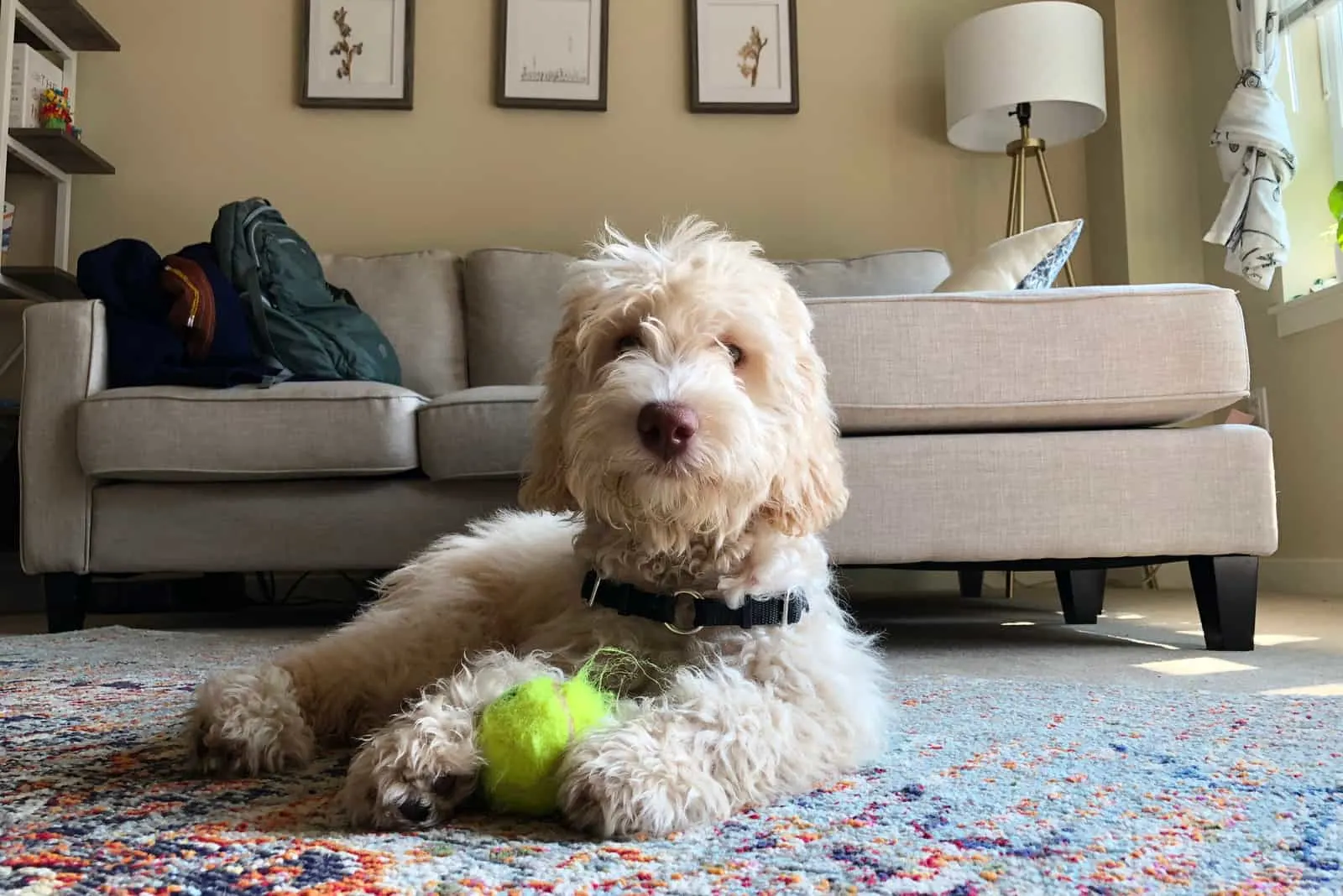 labradoodle is played with a ball on the floor of the room
