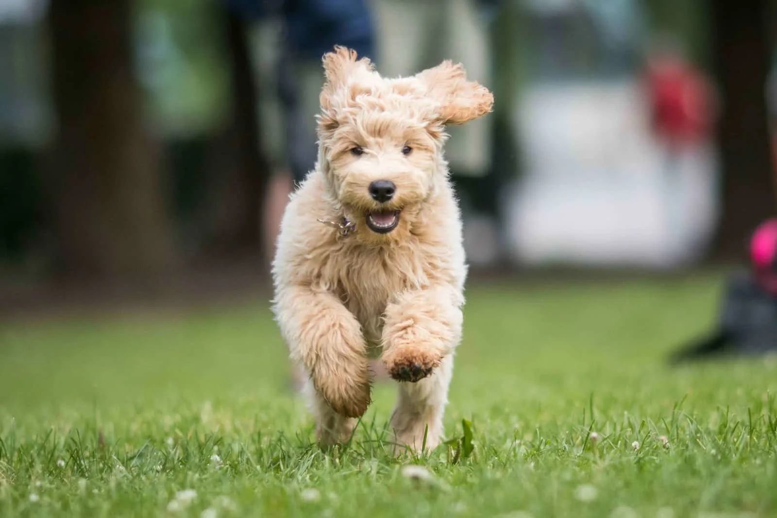 labradoodle puppy running across the grass