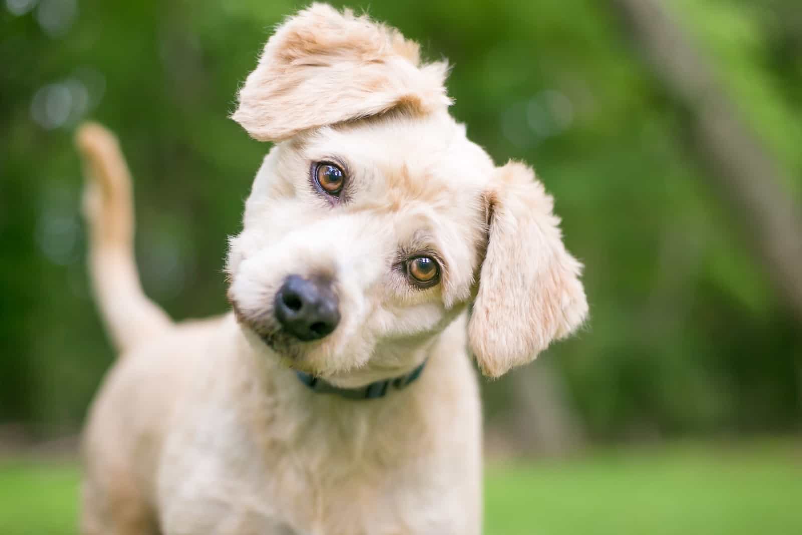 labradoodle puppy