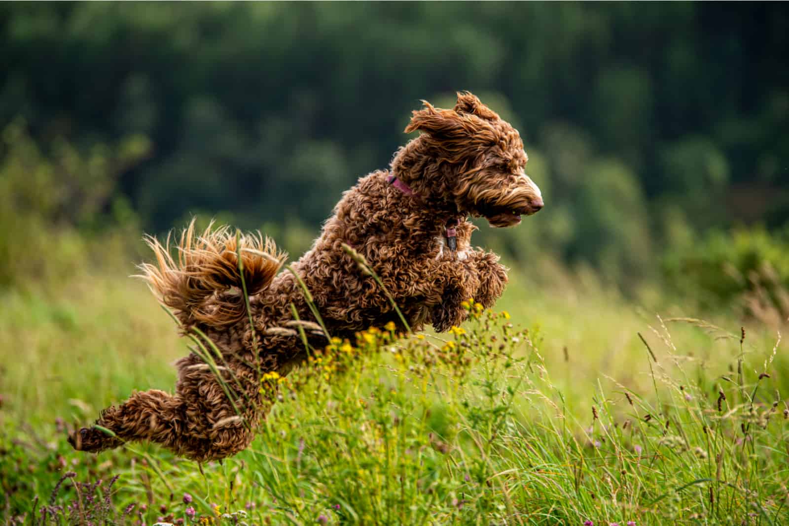 labradoodle runs in nature