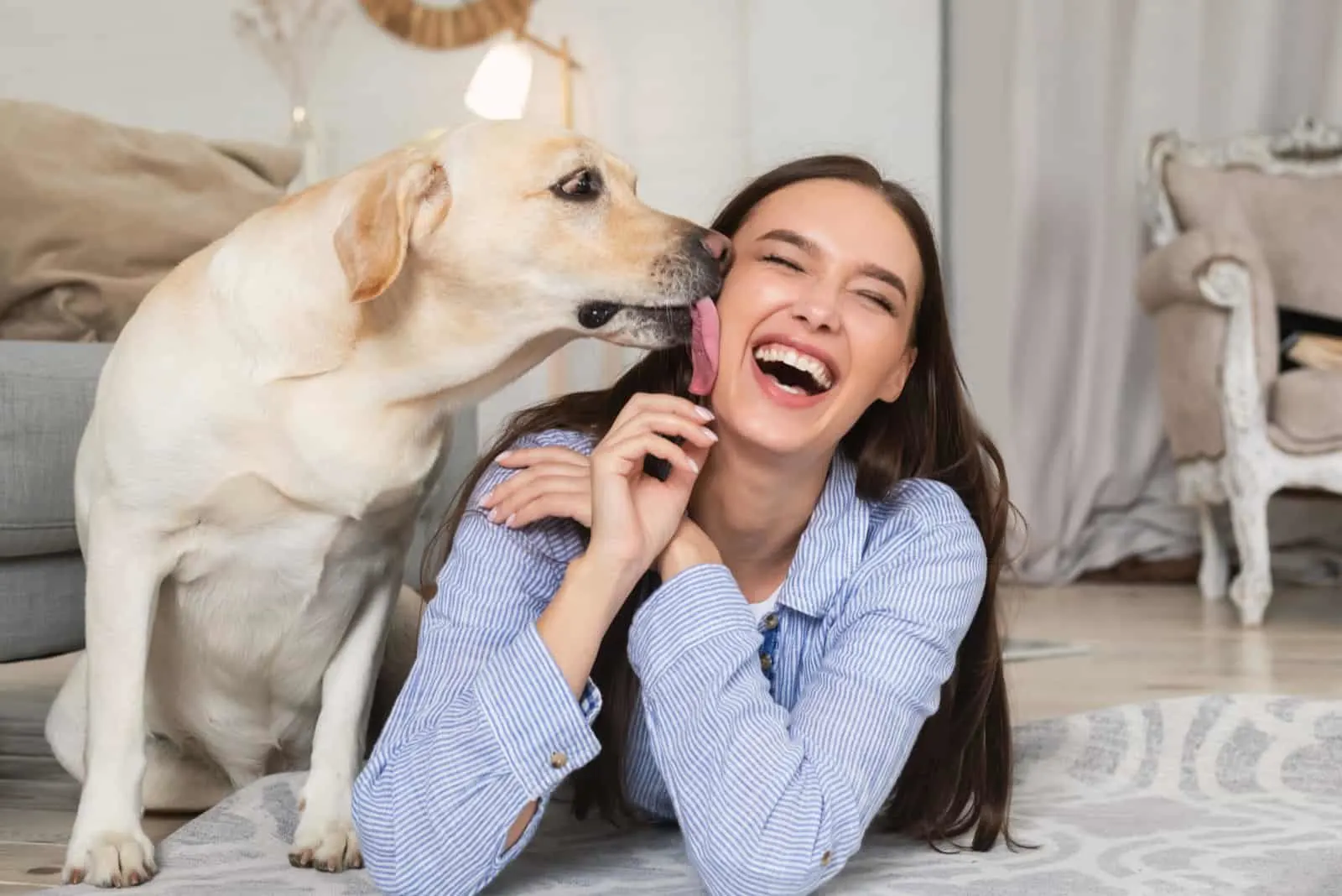 labrador retriever licking woman's cheek