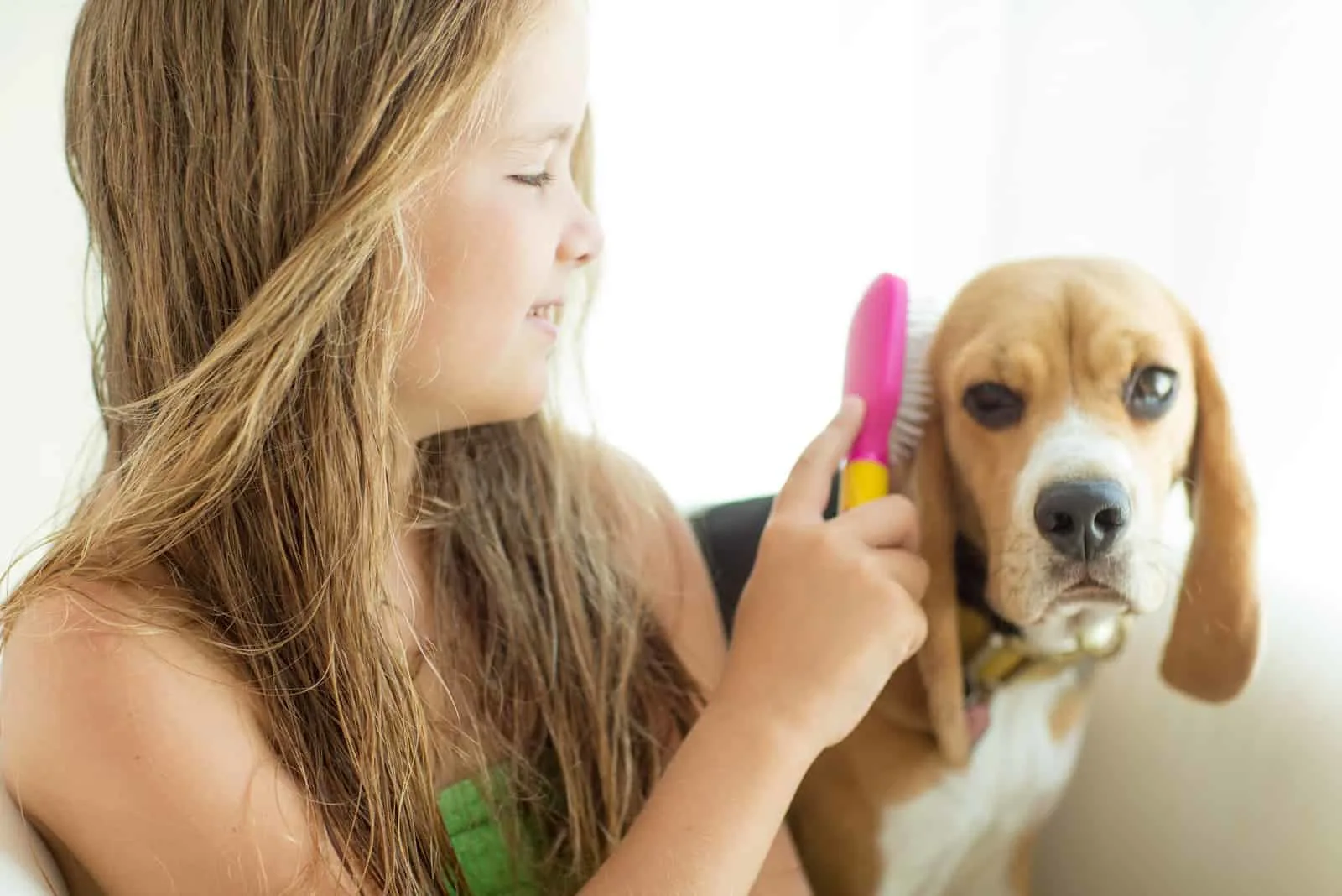 little girl brushing her beagle dog