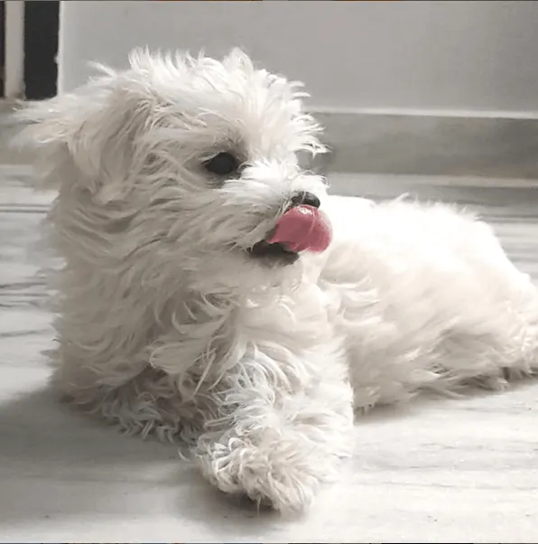 maltese dog lying on floor