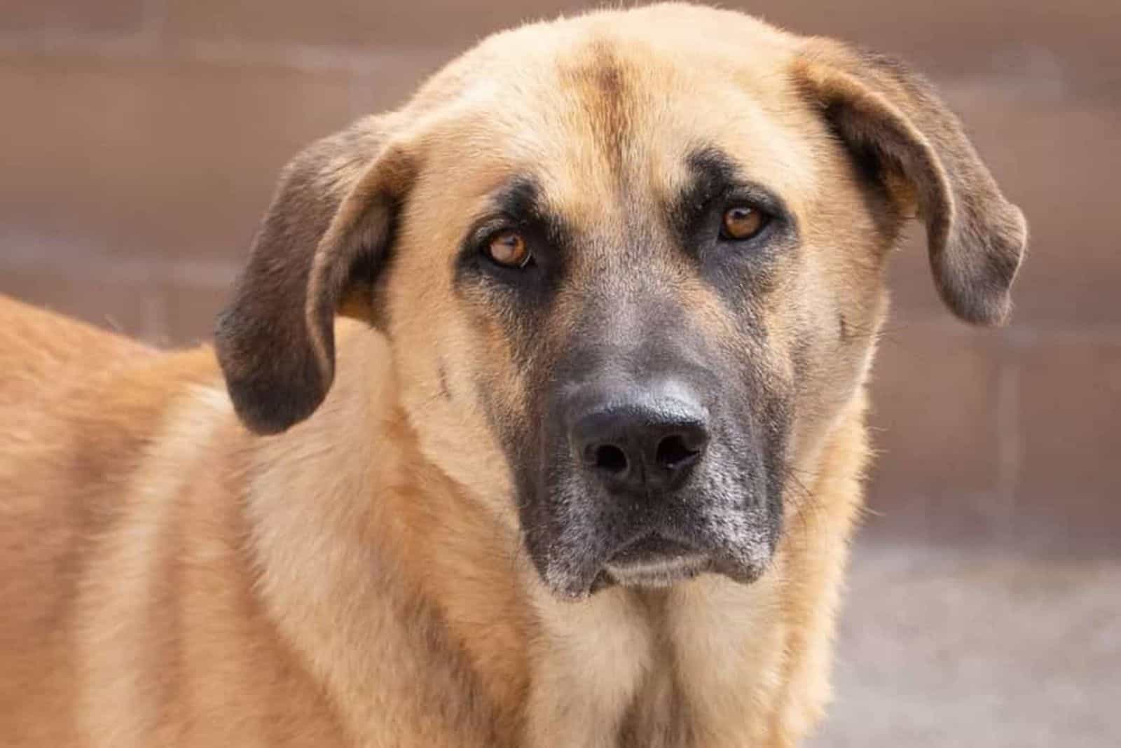 mastiff gsd mix