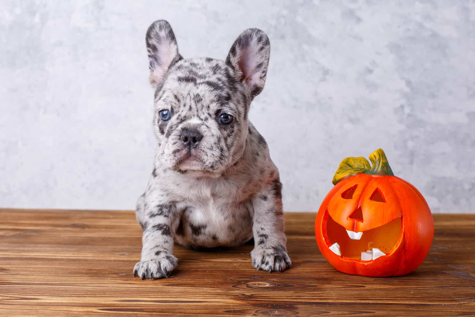 merle french bulldog puppy