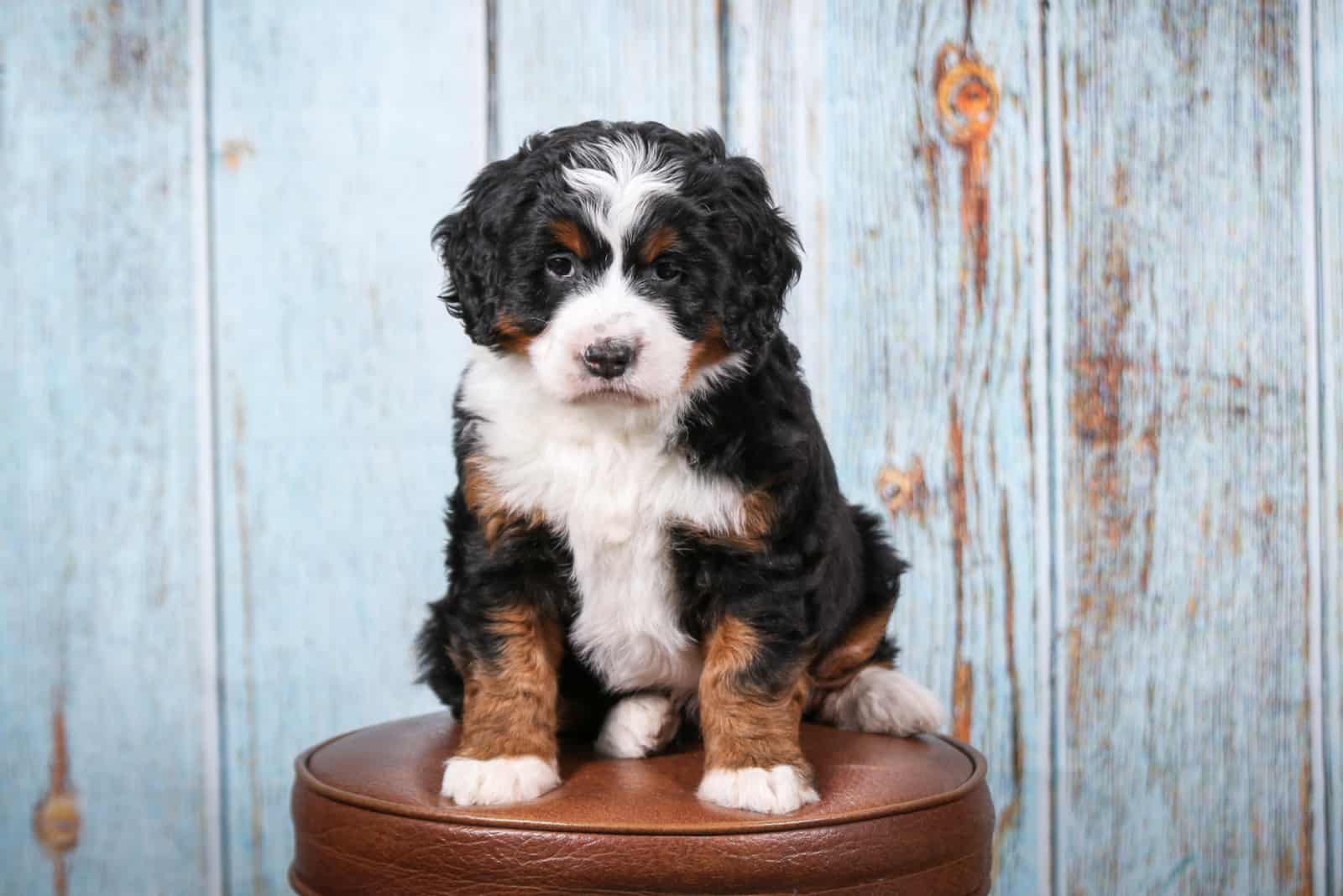 mini bernedoodle on a chair