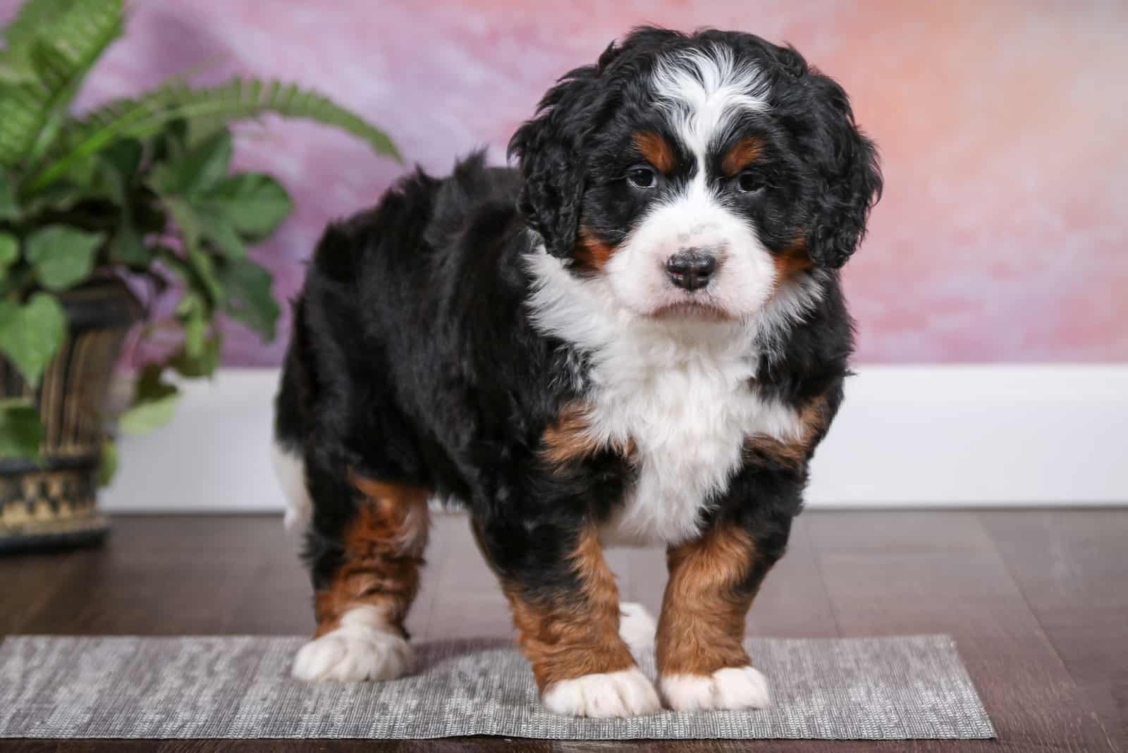 mini bernedoodle photographed