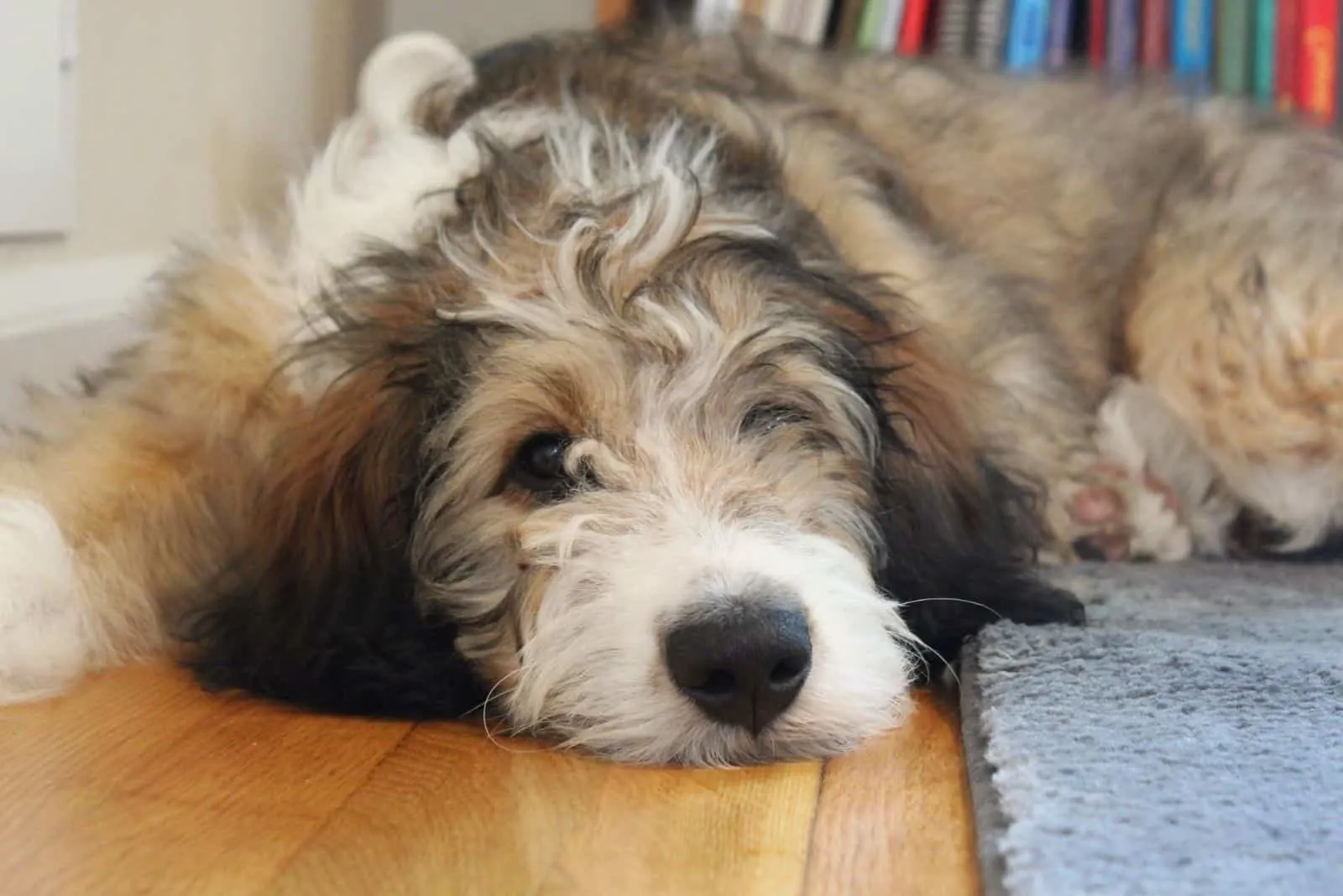 mini bernedoodle winking while lying down on the floor