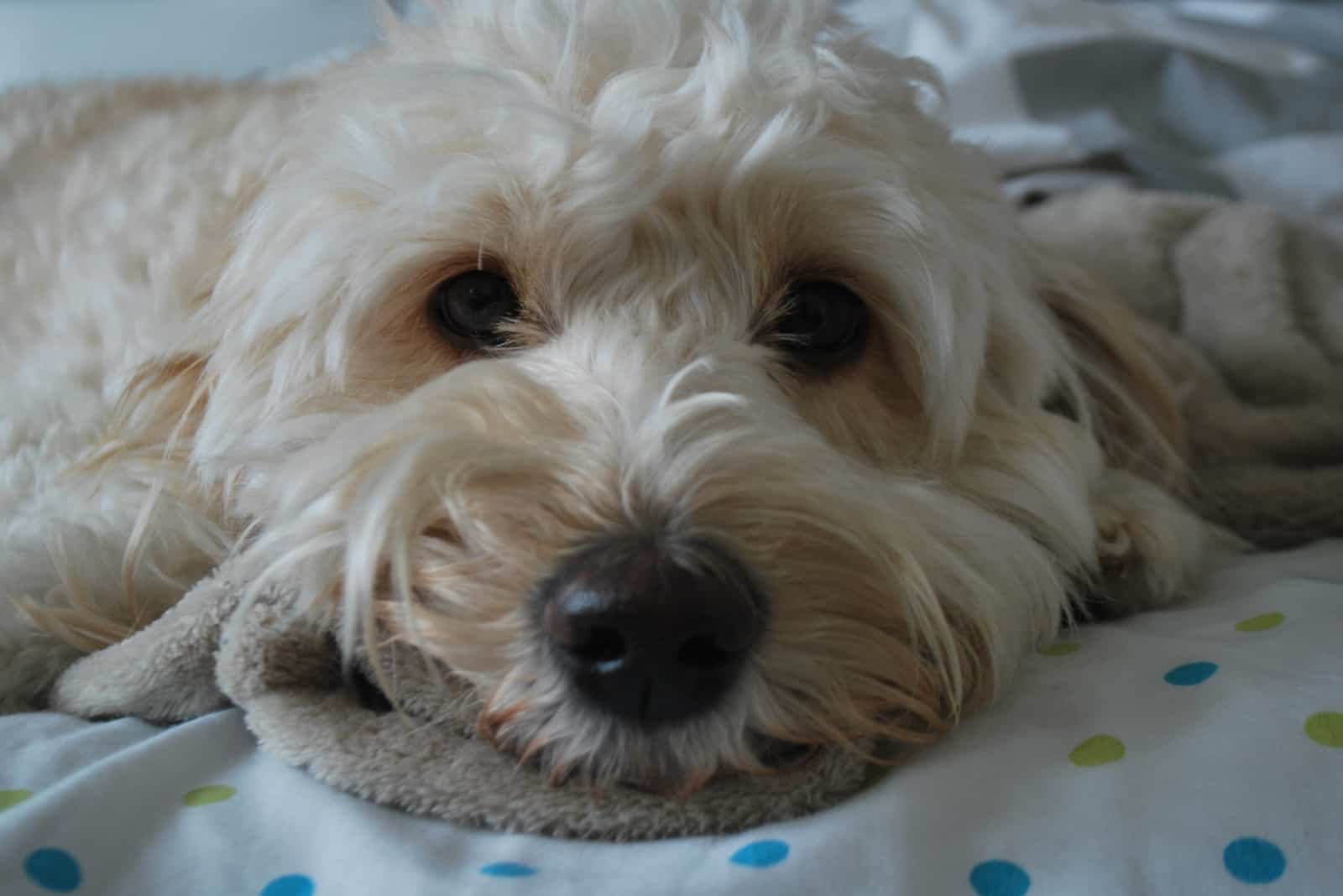 mini goldendoodle laying on bed