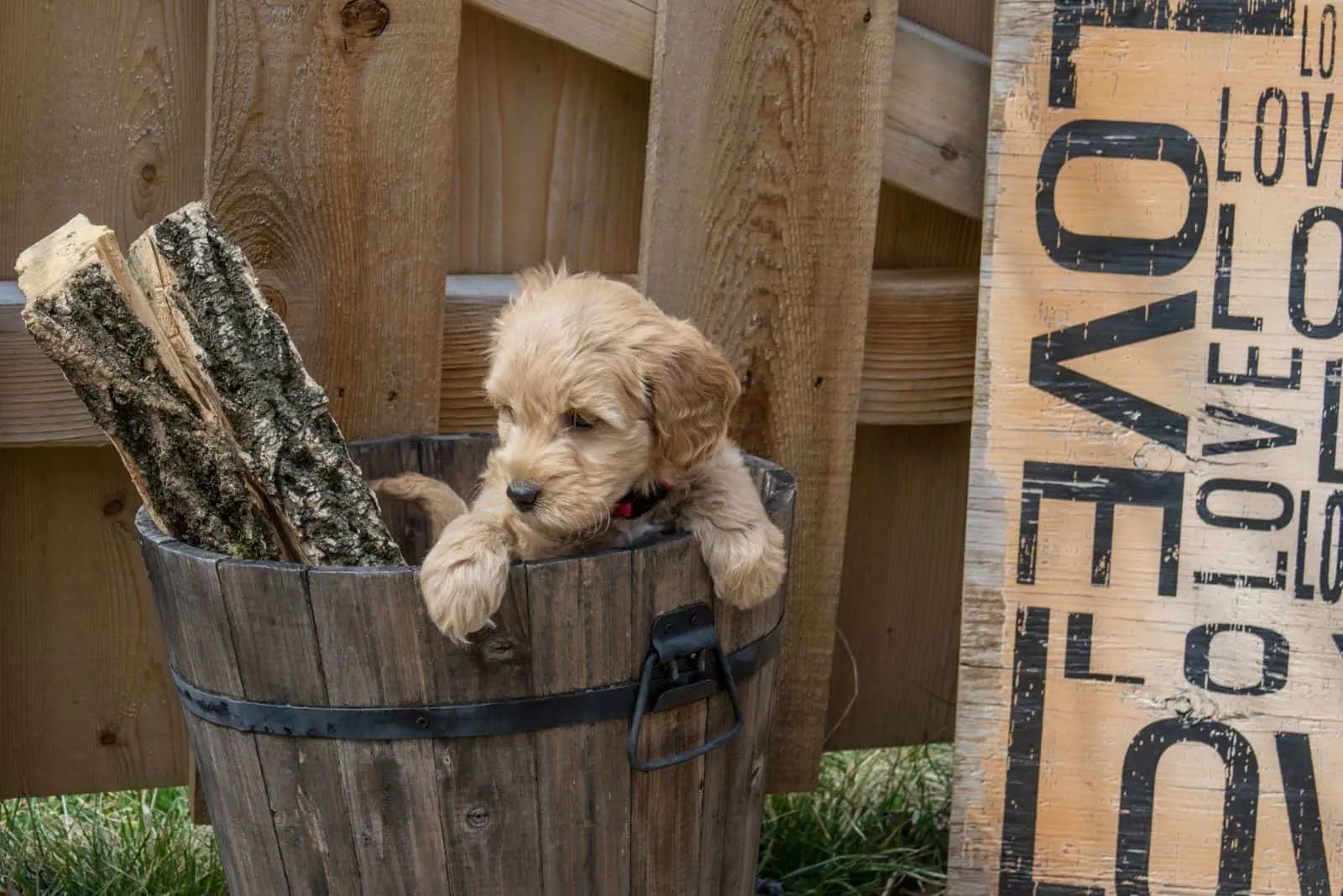 mini goldendoodle puppy inside the wooden container outdoors