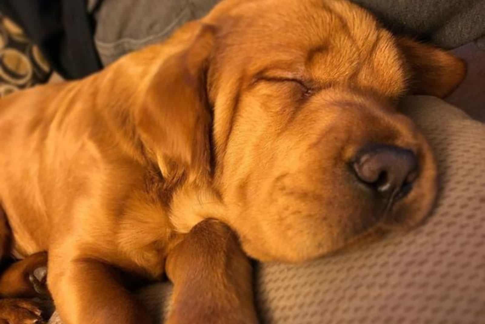 mini hippo puppy sleeping