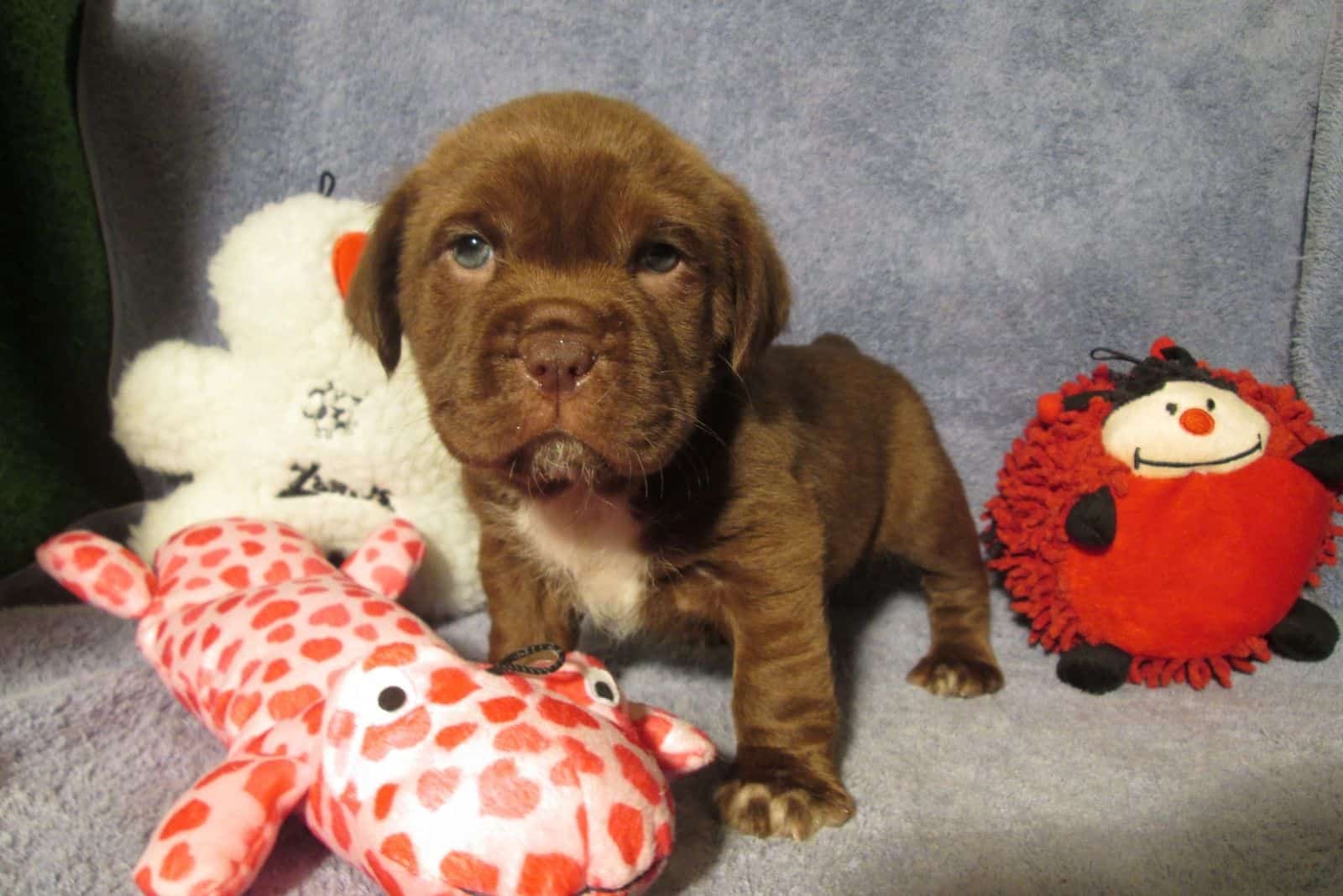 mini hippo puppy