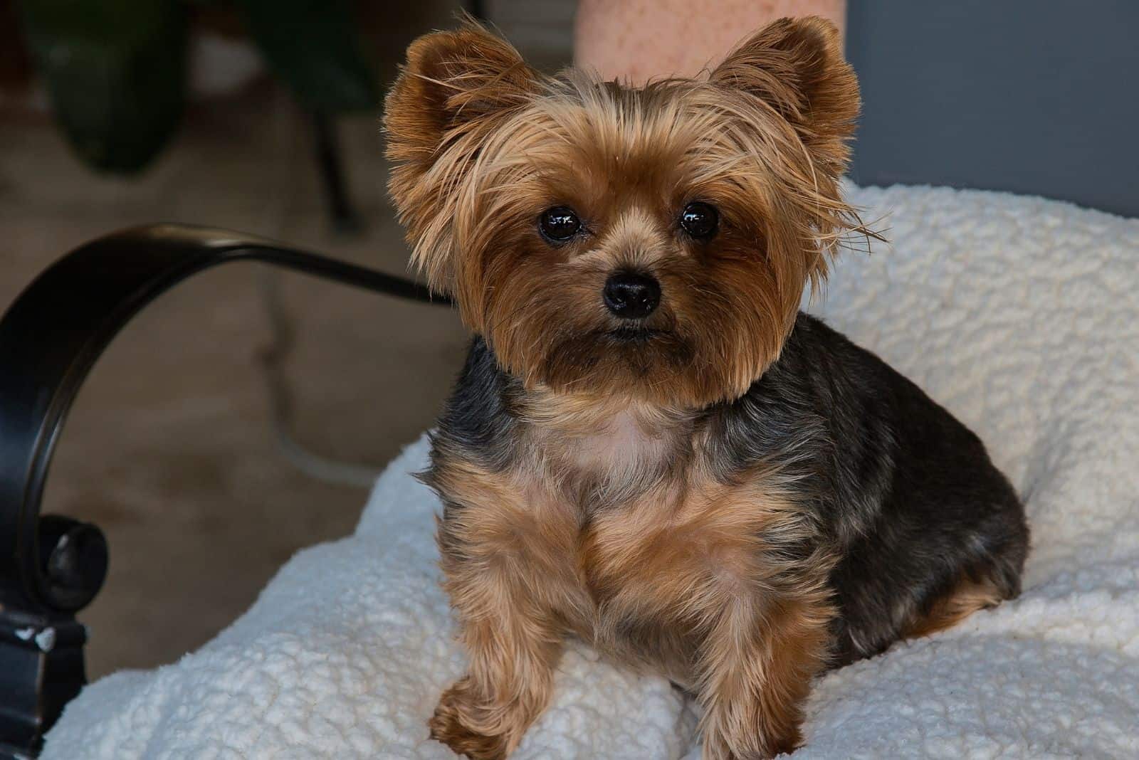 miniature yorkie dog sitting indoors