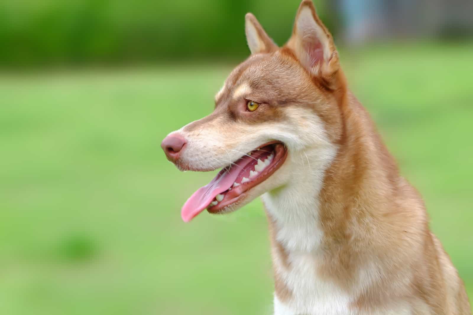 mixed siberian husky and corgi dog