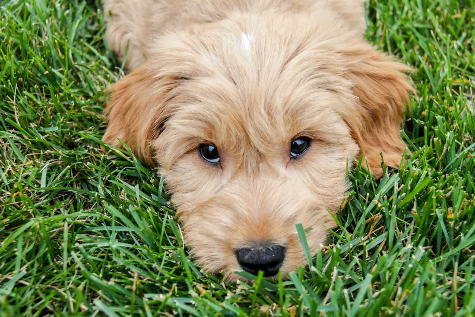 multigen goldendoodle outdoors looking up at the camera