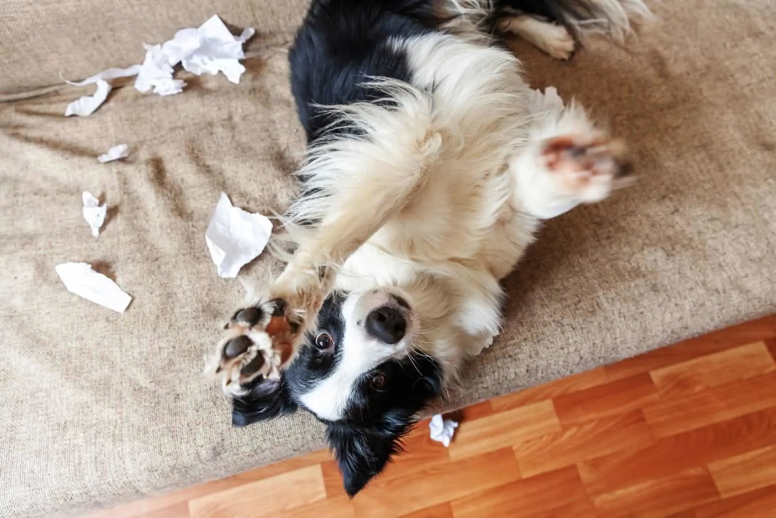 naughty playful puppy playing mischief with toilet paper