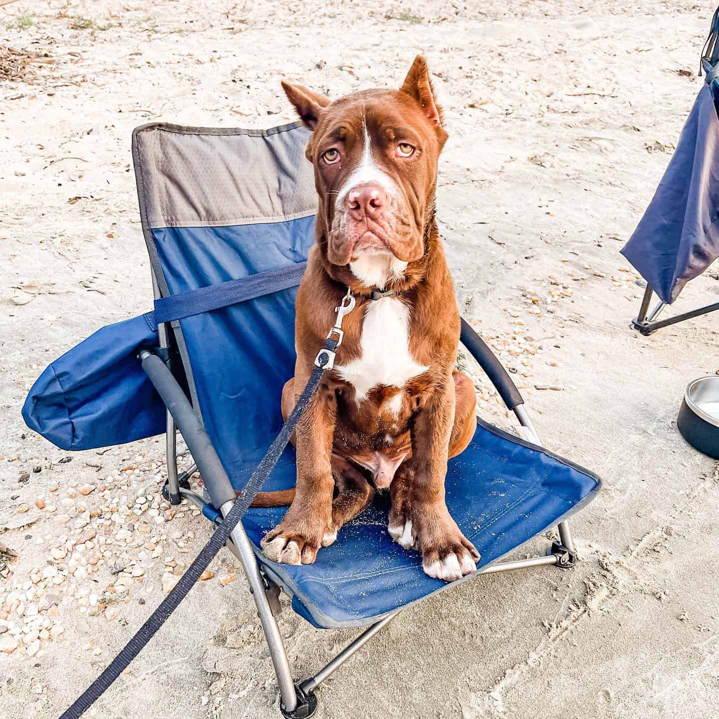 north american mastiff