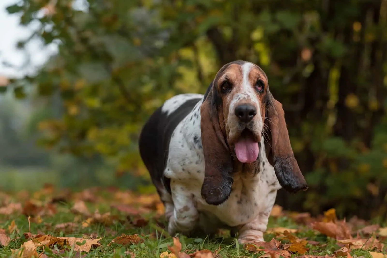 obese basset hound walking on the grass