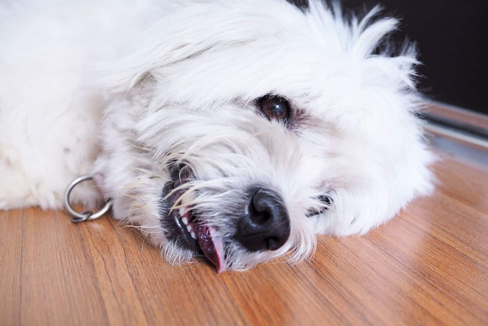 old white dog lying in the laminated floor