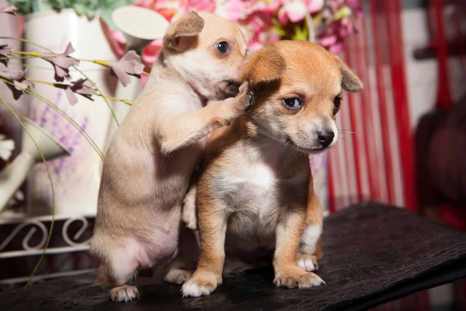one month old chihuahua puppy with flower background