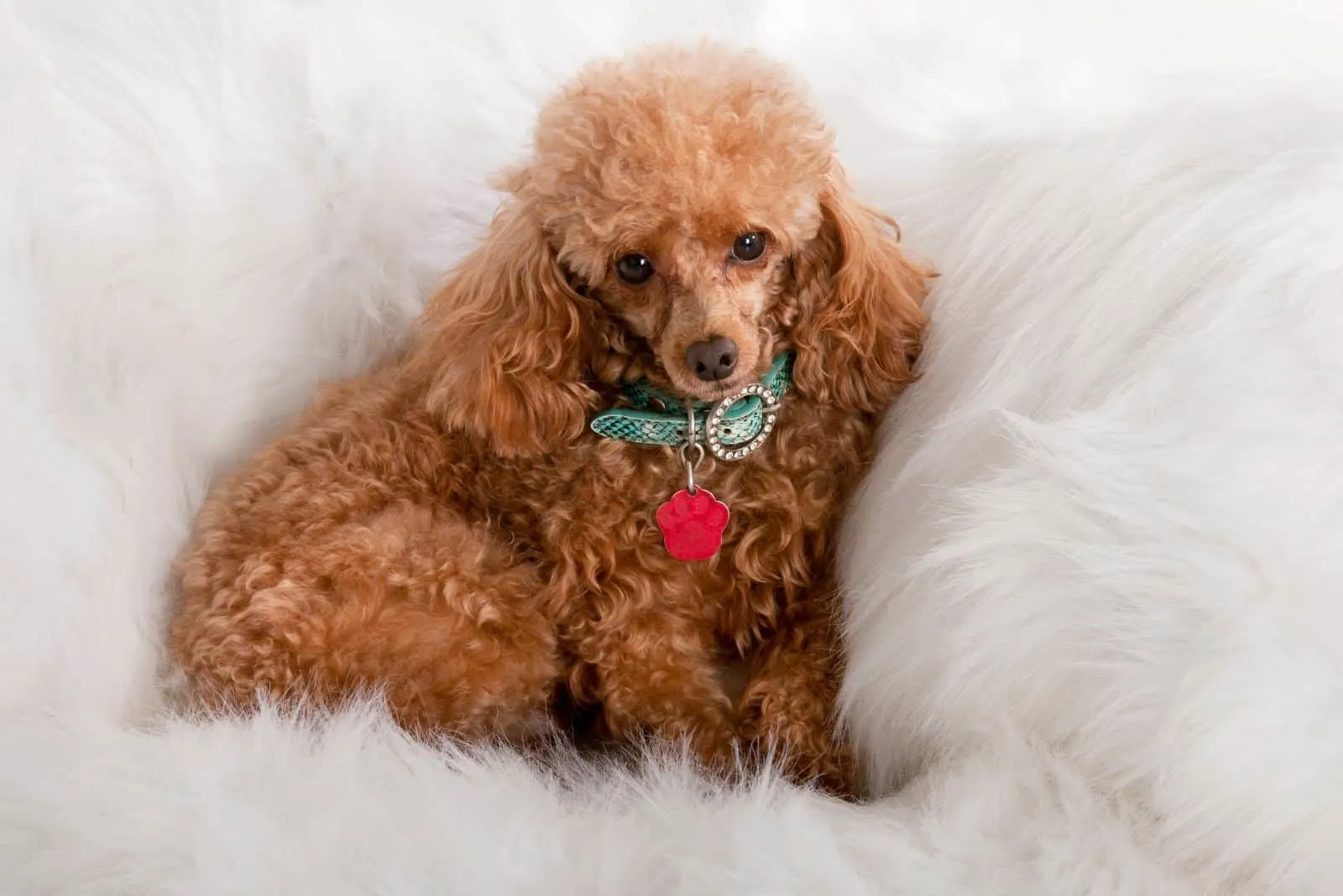 pampered toy poodle resting on white fur coach