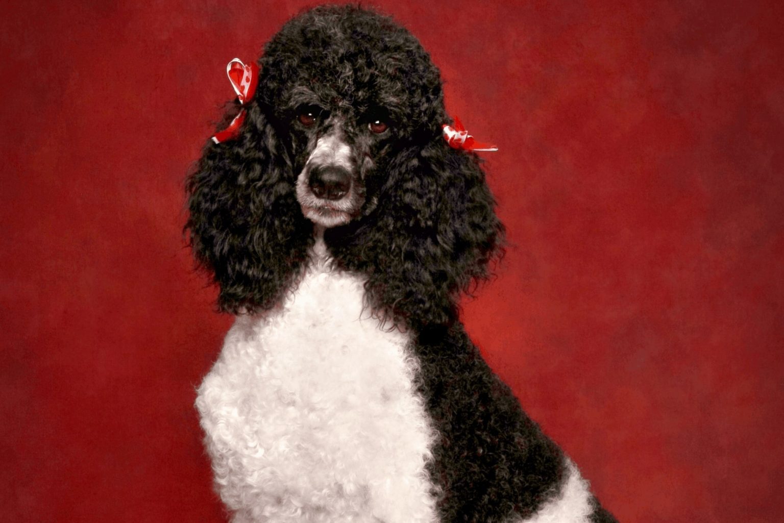 Standard Phantom Poodle Colors Why Are These Dogs So Rare?