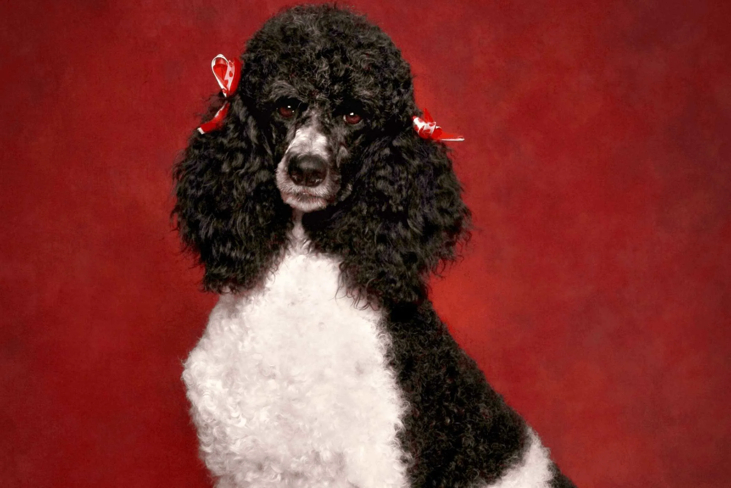 are phantom poodles more expensive