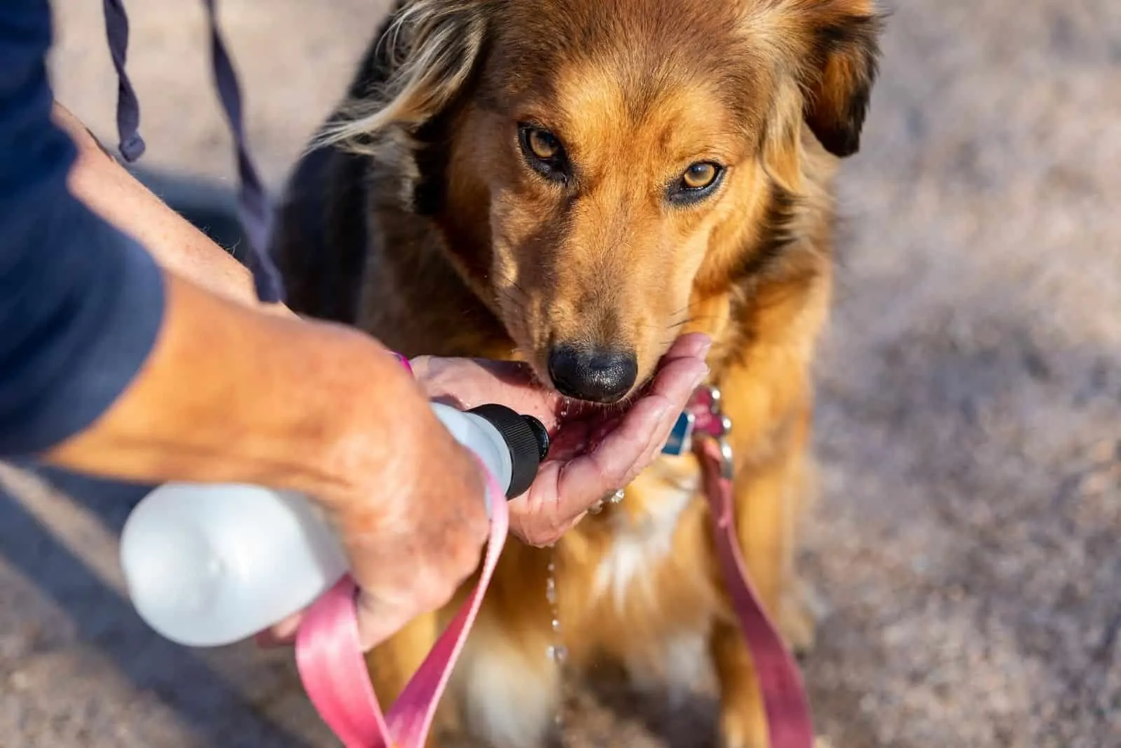 person helping dog drink water with his hands 
