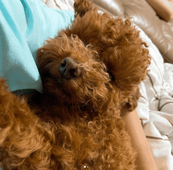 person holding a dog