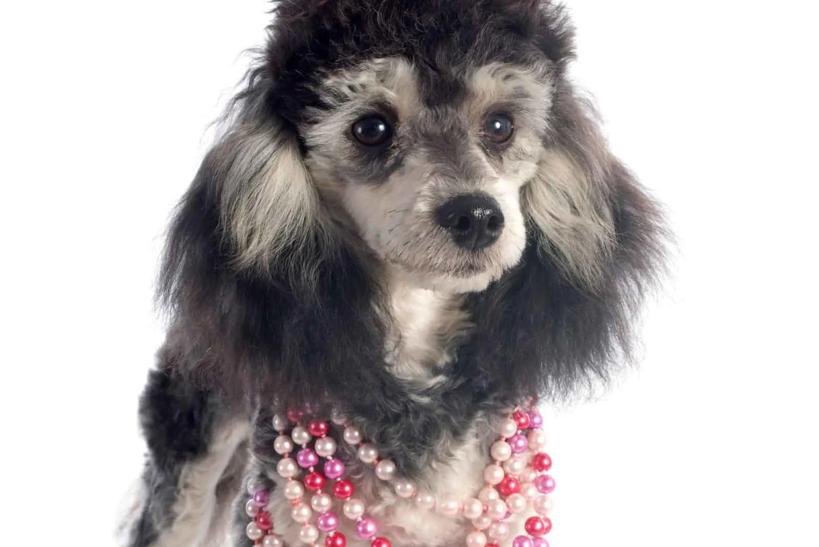 phantom poodle dog adorned with necklace standing in white background