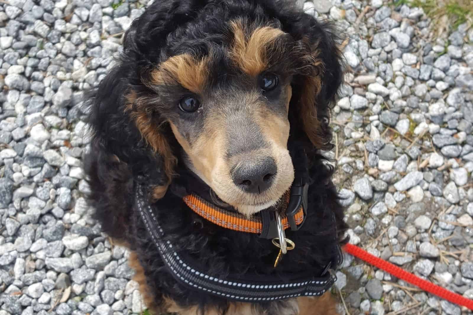 phantom poodle looking up at the camera