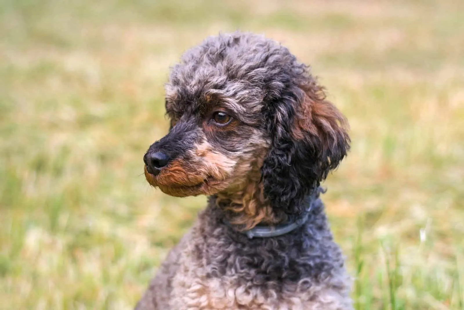 phantom poodle puppy standing outdoors