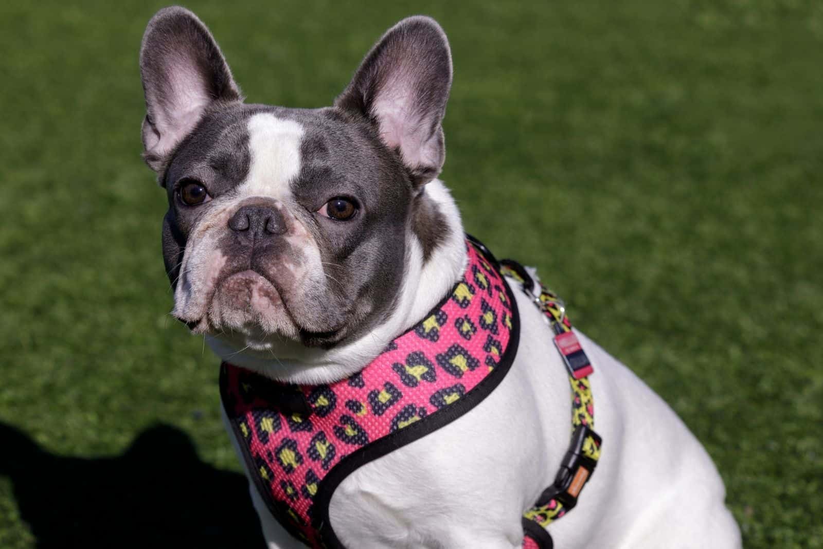 piebald french bulldog sitting and looking at the camera