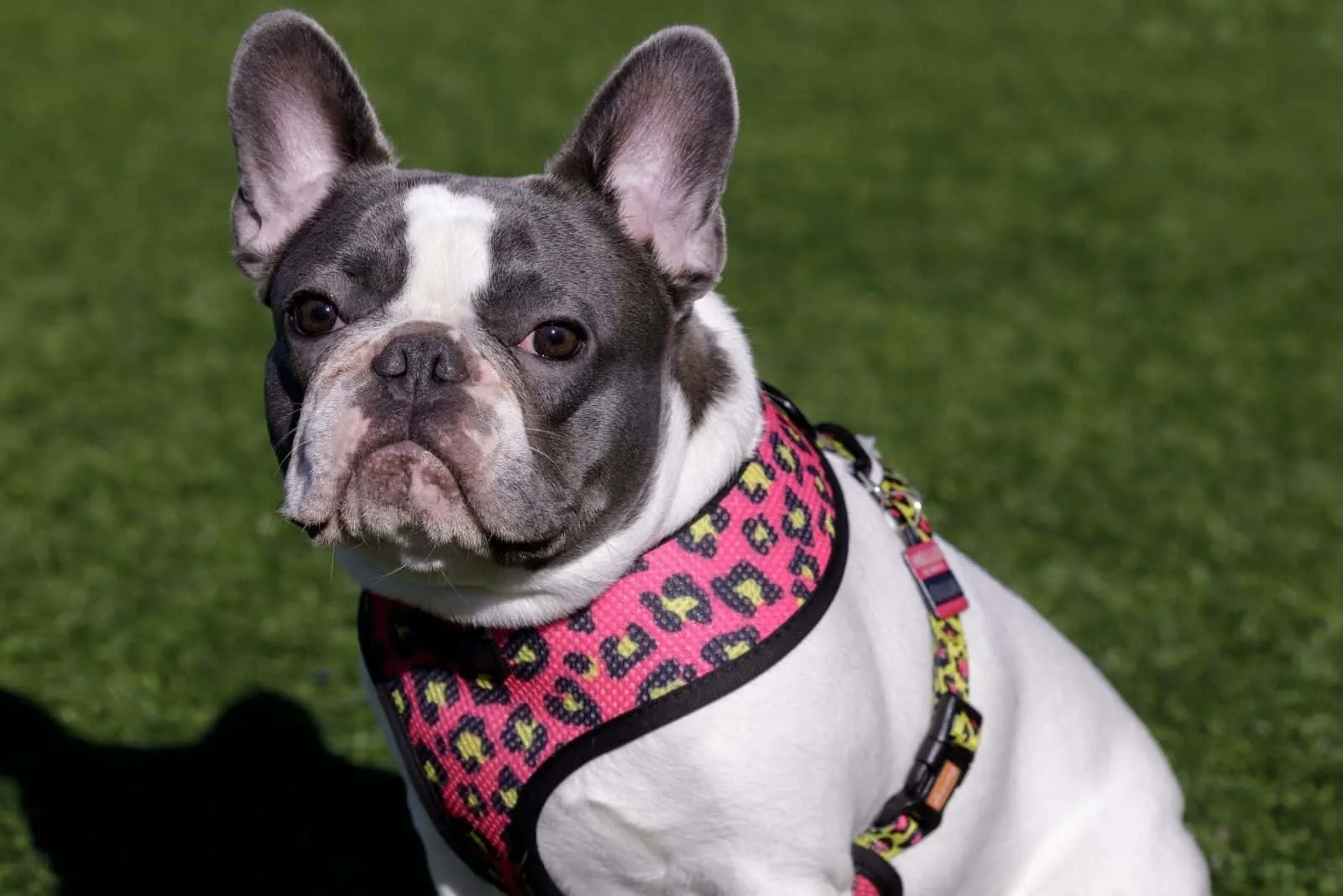 piebald french bulldog sitting and looking at the camera