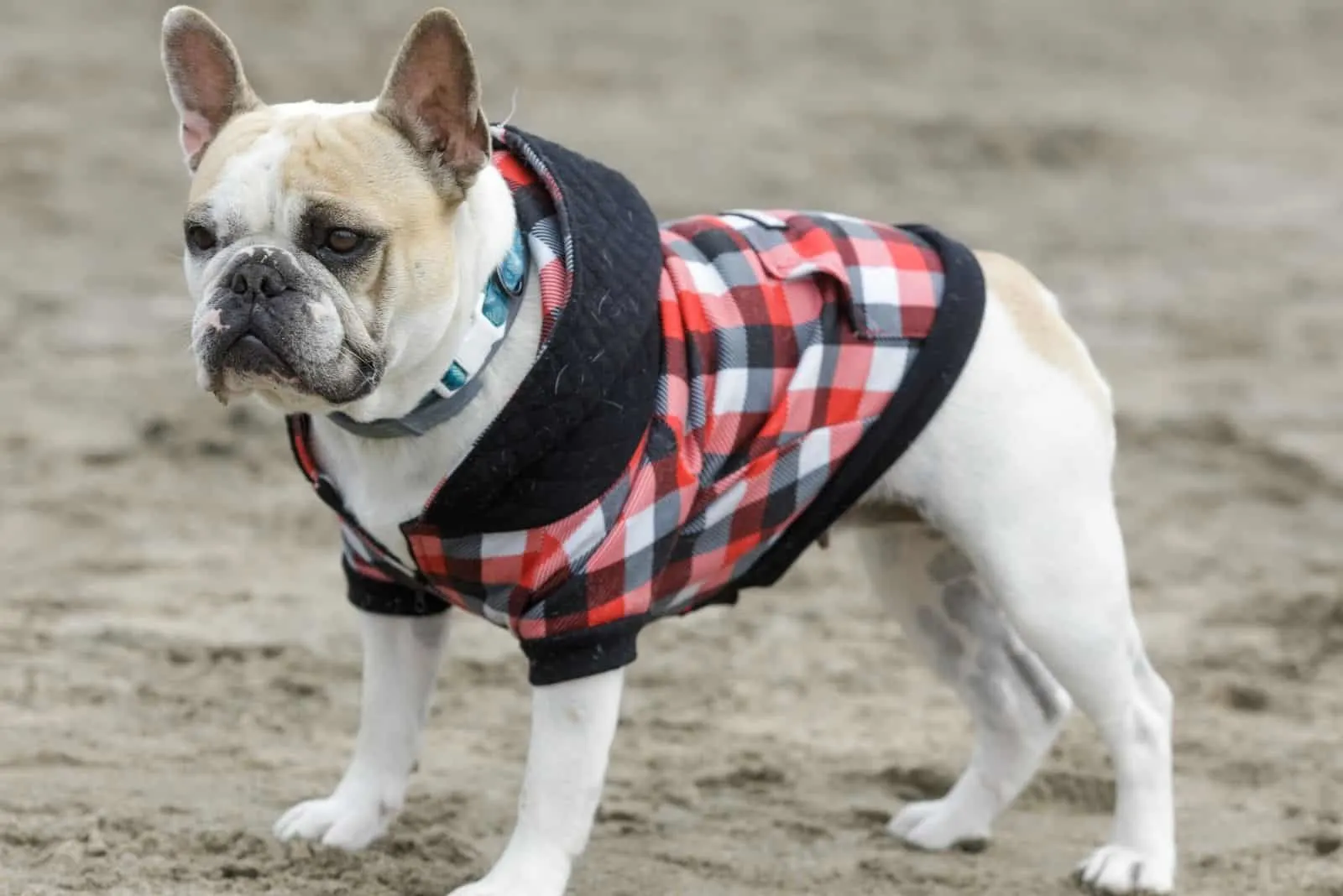 pied french bulldog standing in sideview dressed up outdoors