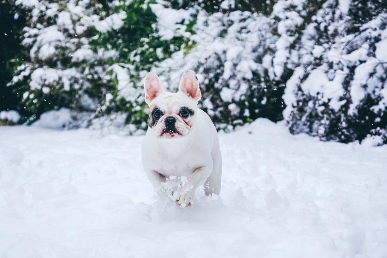 pied french bulldog running in the snow outdoors
