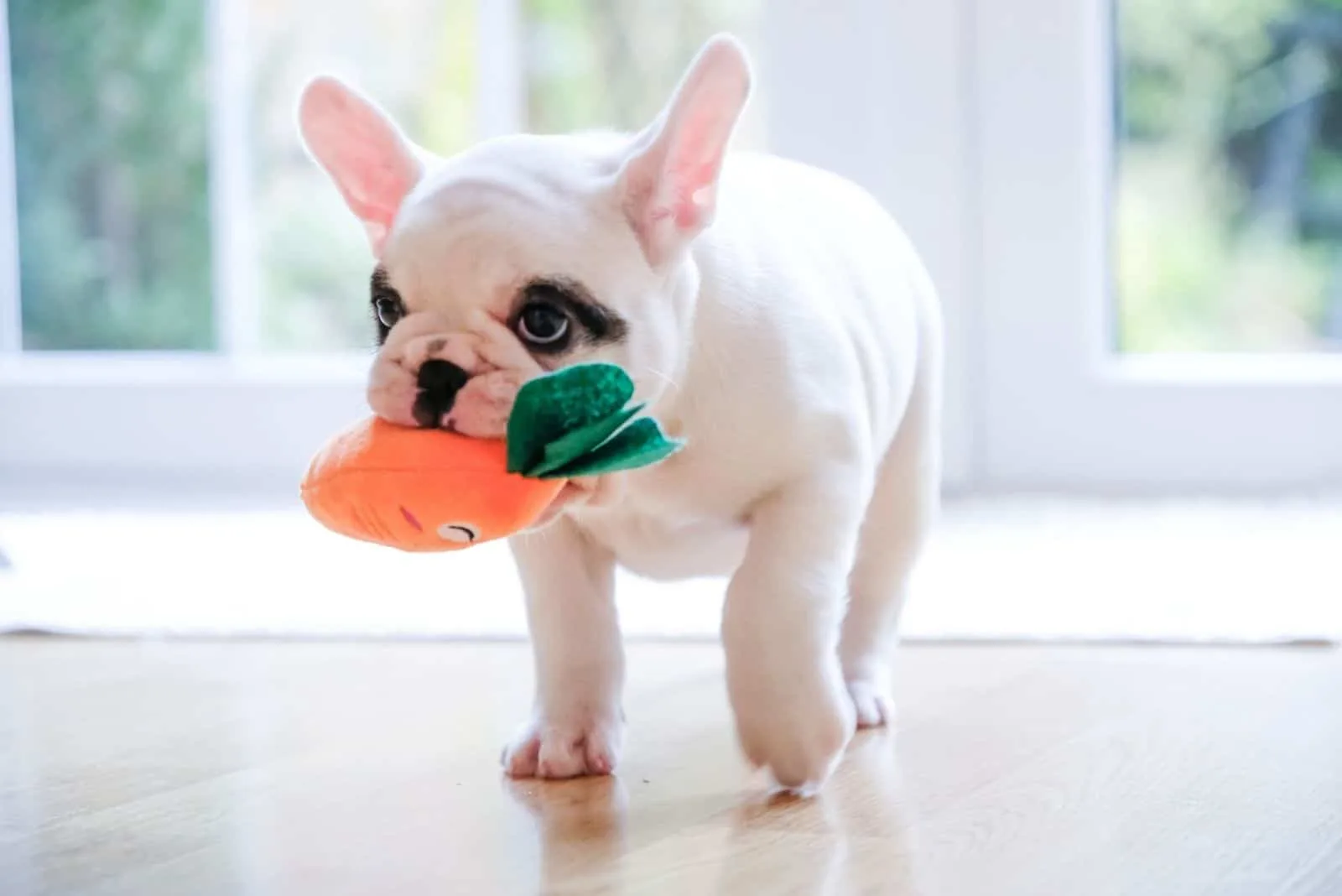 pied frenchie carrying a carrot toy in its mouth
