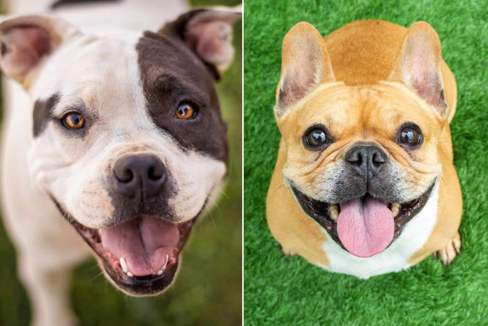 pitbull and french bulldog