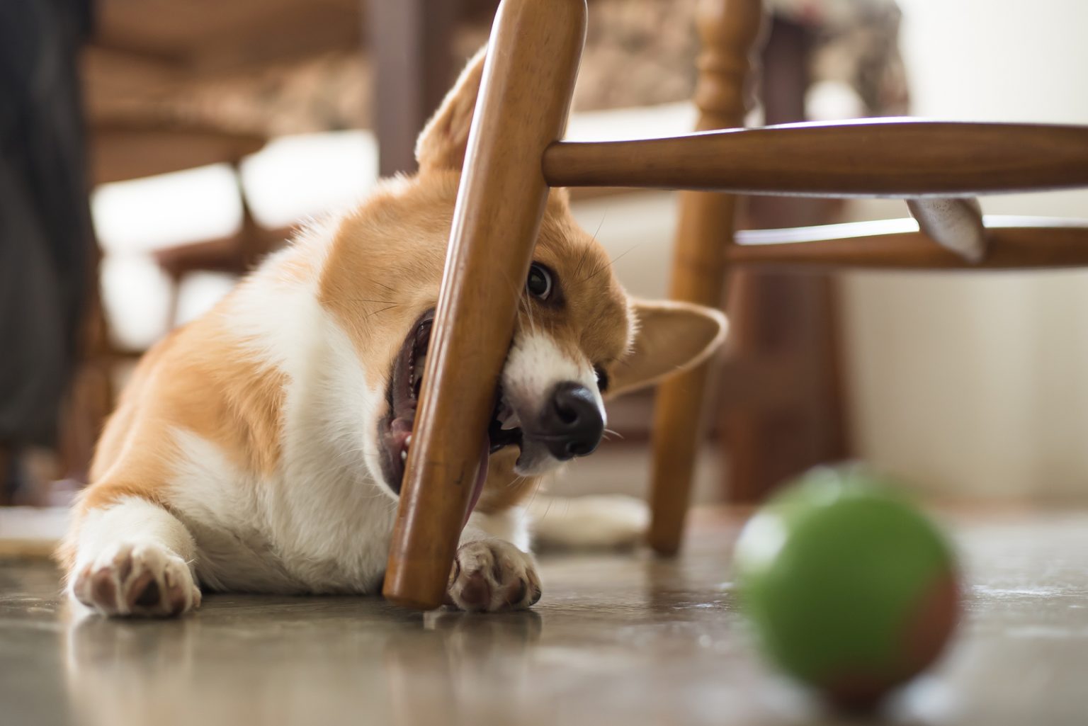 Why Is My Dog Restless At Night? Dog's Behavior Explained