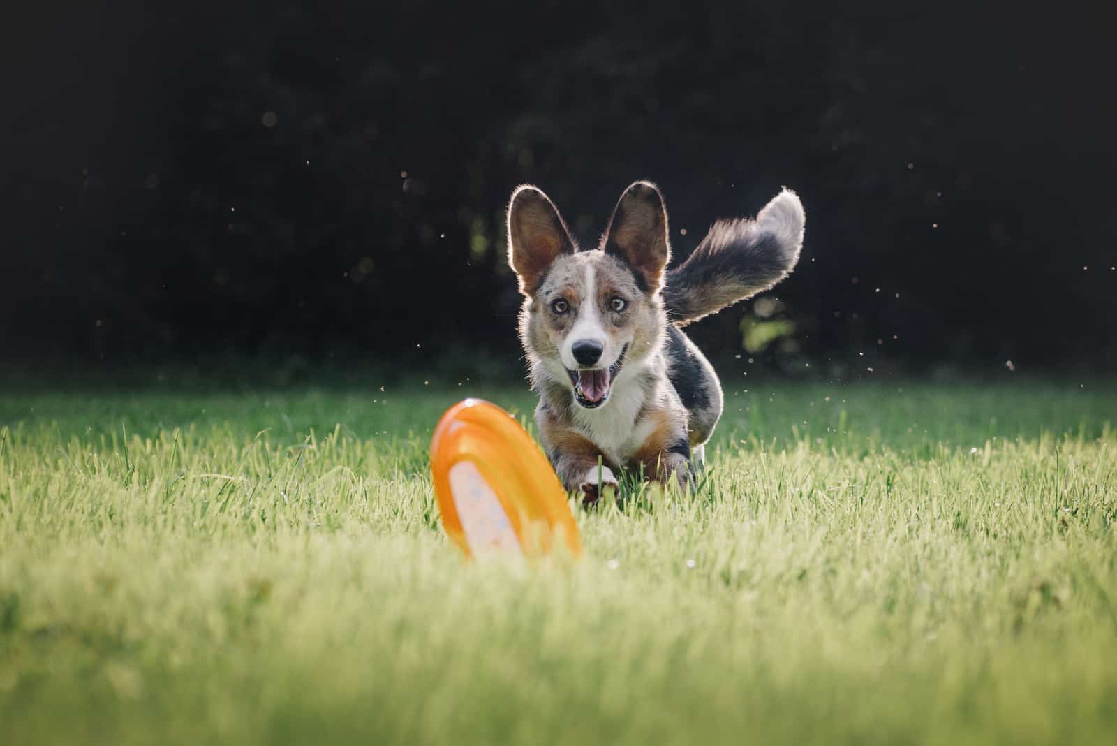 playful little merle corgi