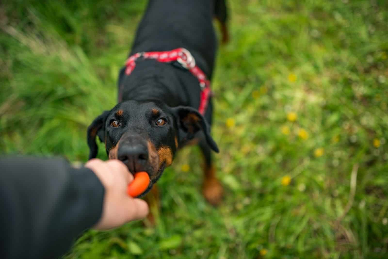playing a black doberman with a rope in the meadow