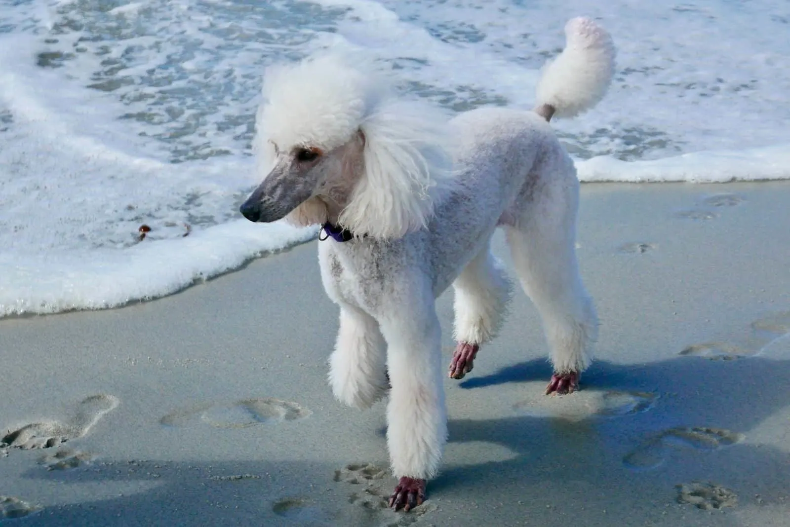 poodle beach day strolling around 
