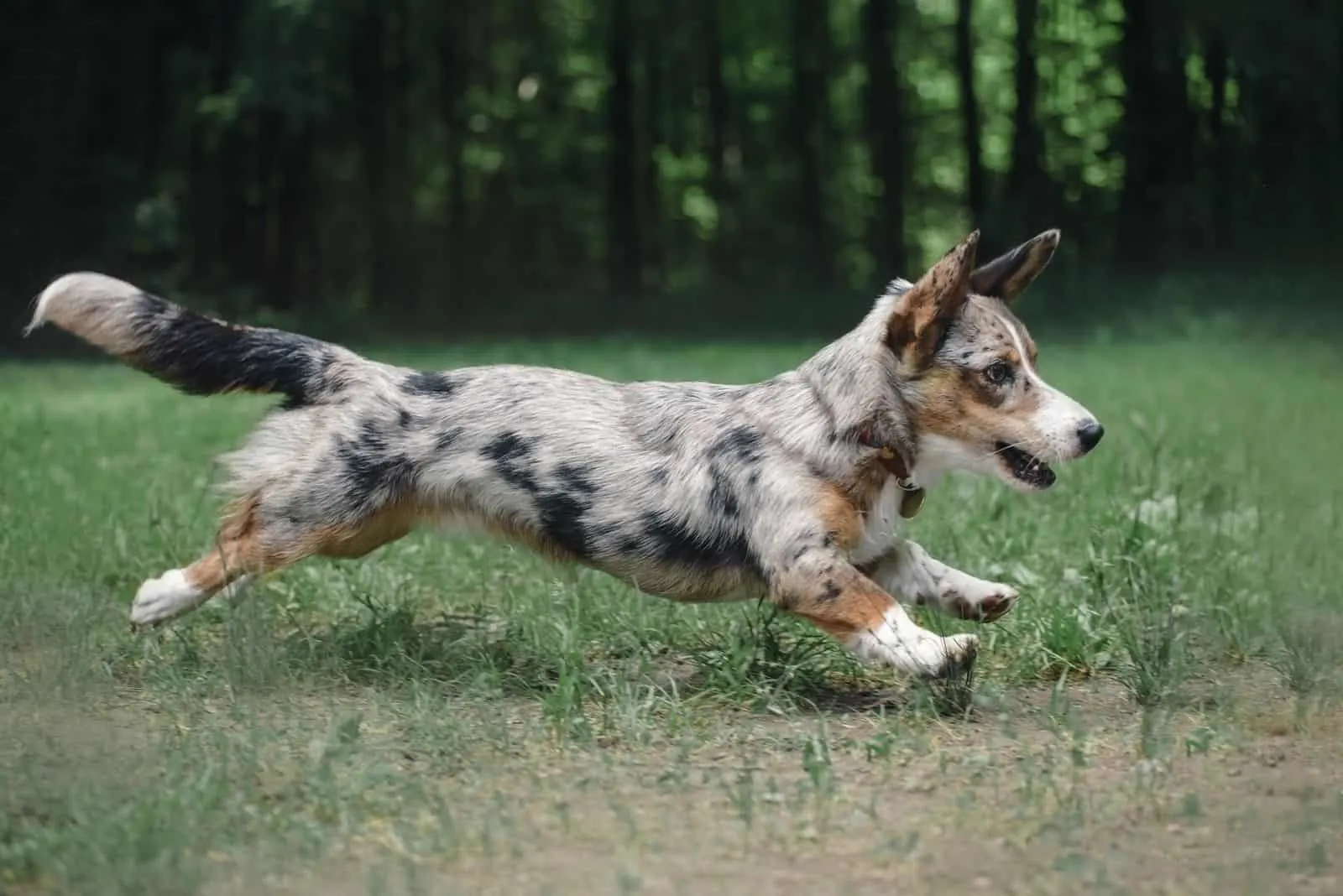 portrait of a corgi merle running in action
