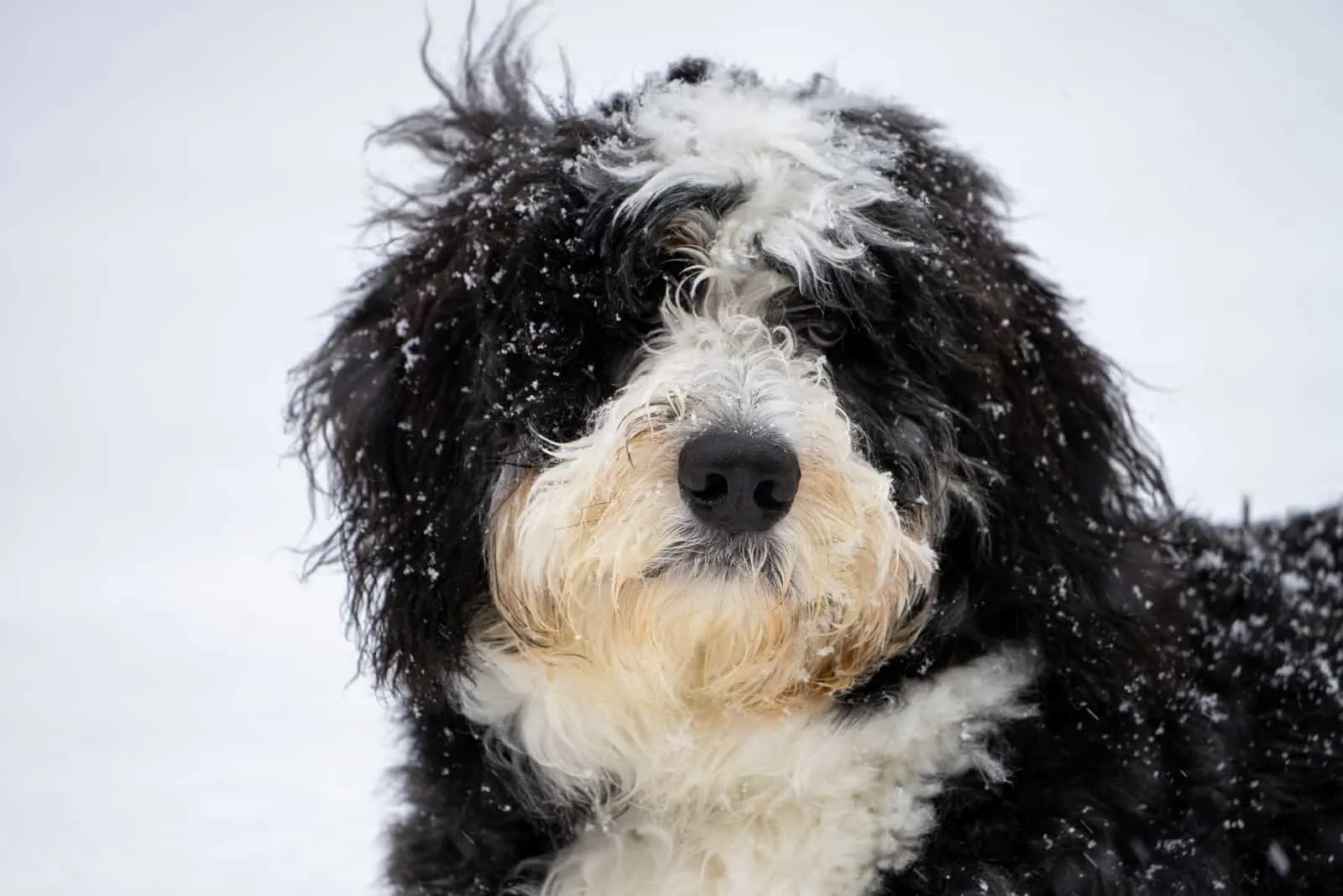 portrait of Bernedoodle in the snow