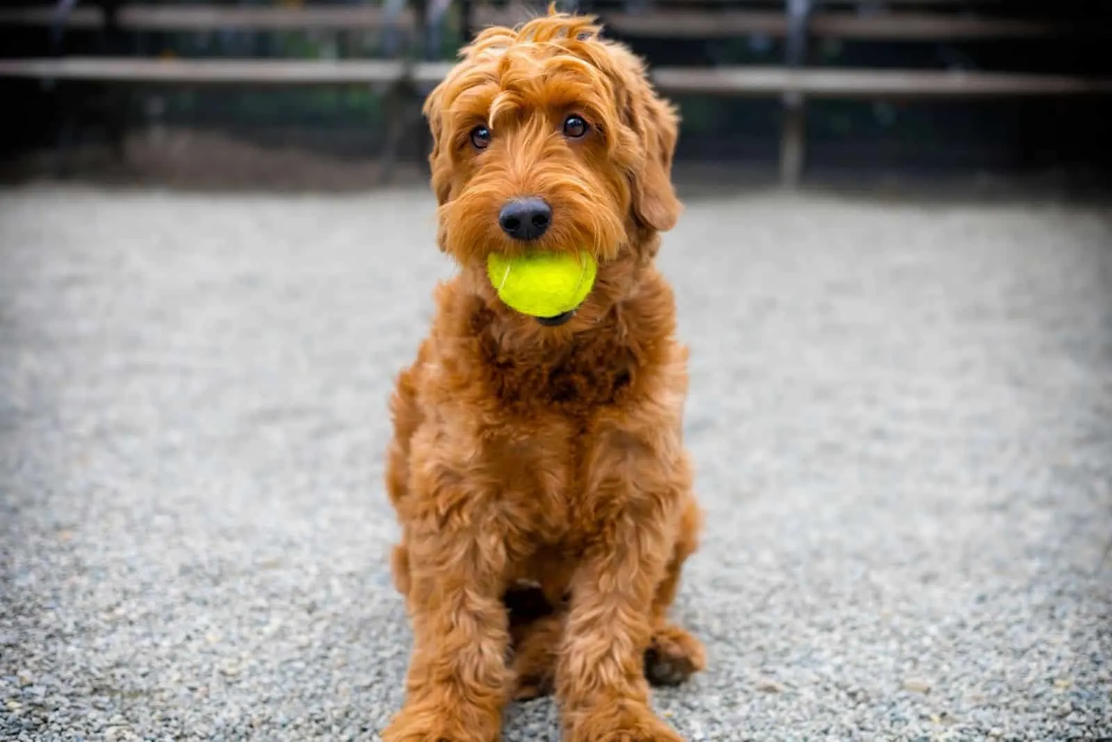 portrait of a f1bb miniature goldendoodle with a ball in the mouth