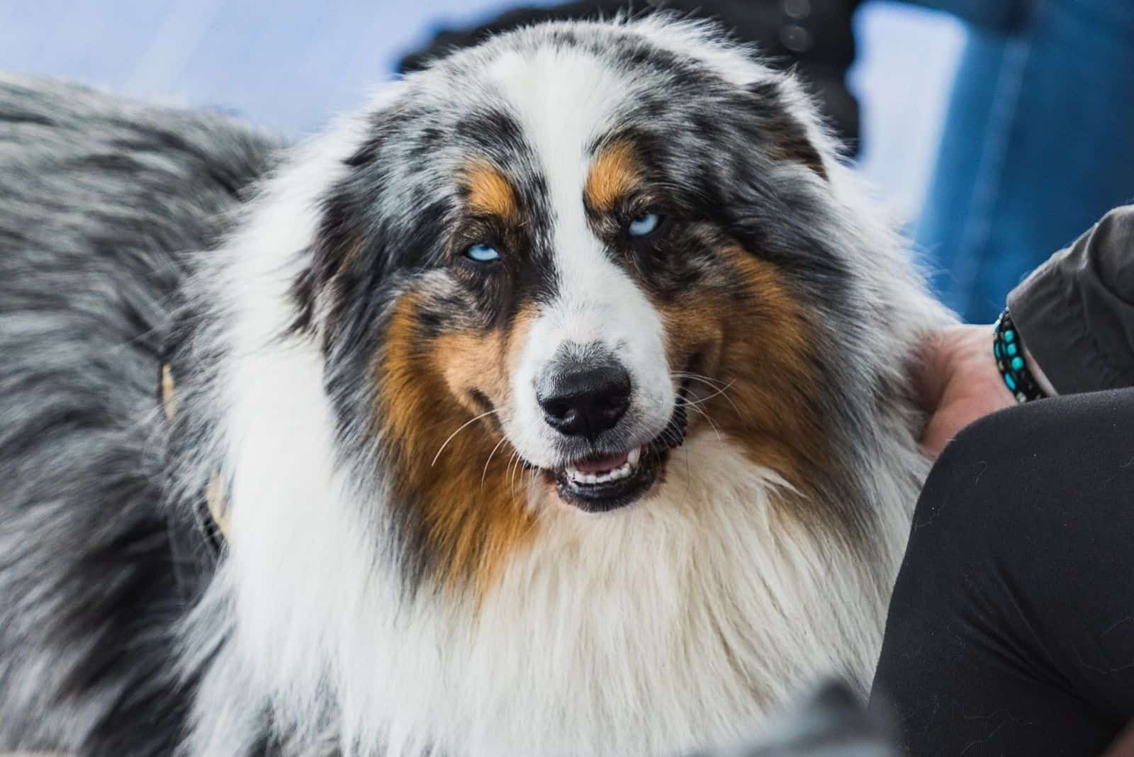 portrait of blue merle border collie with blue eye