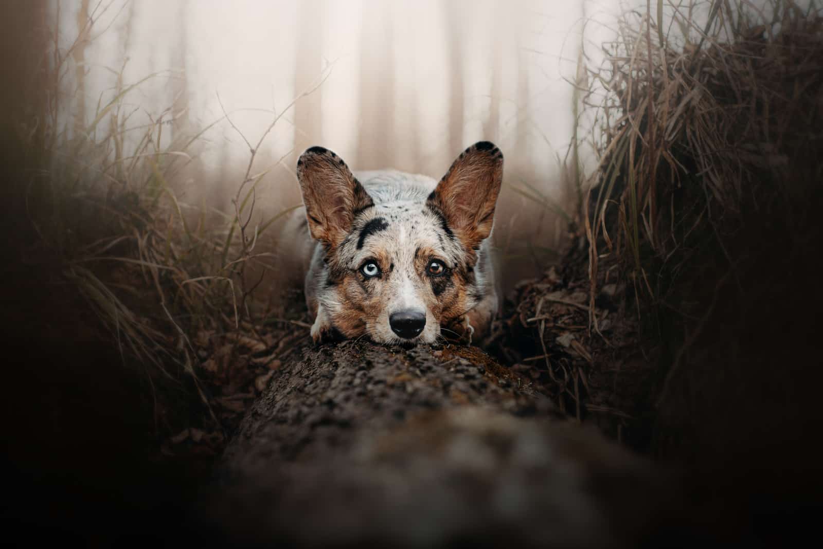 portrait photography of beautiful merle corgi